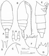 Image result for "clausocalanus Mastigophorus". Size: 162 x 185. Source: www.researchgate.net