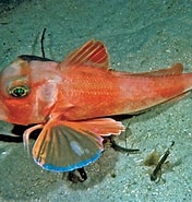 Image result for Lepidotrigla. Size: 176 x 185. Source: fishesofaustralia.net.au