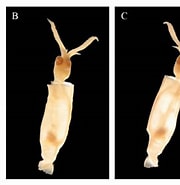 Afbeeldingsresultaten voor Brachioteuthis riisei Klasse. Grootte: 180 x 185. Bron: www.researchgate.net