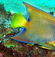 Image result for "holacanthus Ciliaris". Size: 177 x 185. Source: pngtree.com