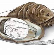 Afbeeldingsresultaten voor Japanse oester last. Grootte: 180 x 180. Bron: www.nrc.nl