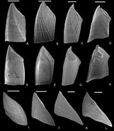 Amigdoscalpellum rigidum-க்கான படிம முடிவு. அளவு: 161 x 185. மூலம்: www.researchgate.net