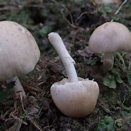 Afbeeldingsresultaten voor Volvopluteus Asiaticus. Grootte: 185 x 185. Bron: ultimate-mushroom.com