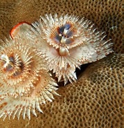 Image result for Spirobranchus corniculatus. Size: 179 x 185. Source: reefguide.org