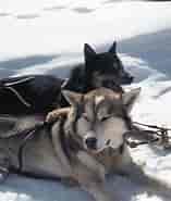 Billedresultat for World Dansk Fritid Husdyr Hunde racer Slædehunde. størrelse: 157 x 185. Kilde: pxhere.com