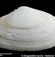 Image result for Thracia villosiuscula. Size: 179 x 185. Source: naturalhistory.museumwales.ac.uk