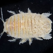 Image result for "thyropus Sphaeroma". Size: 187 x 185. Source: invertebase.org