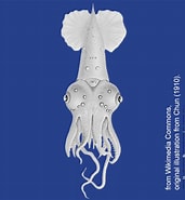 Afbeeldingsresultaten voor "pyroteuthis Margaritifera". Grootte: 171 x 185. Bron: molluscsoftasmania.org.au