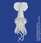 Image result for "pyroteuthis Margaritifera". Size: 173 x 185. Source: molluscsoftasmania.org.au