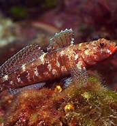 Image result for Callionymus fasciatus Verwante Zoekopdrachten. Size: 172 x 185. Source: adriaticnature.me