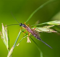 Image result for Lissonota lineolaris. Size: 194 x 185. Source: www.flickr.com
