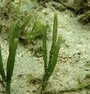 Image result for Caulerpa cupressoides genus. Size: 177 x 185. Source: www.tankfacts.com