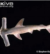Afbeeldingsresultaten voor Vleugelkophamerhaai Stam. Grootte: 172 x 185. Bron: www.sharks4kids.com