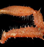 Image result for "macropodia Tenuirostris". Size: 176 x 185. Source: www.aphotomarine.com