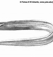 Image result for Pseudophichthys splendens geslacht. Size: 172 x 185. Source: biogeodb.stri.si.edu