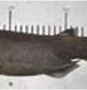 Afbeeldingsresultaten voor Apristurus nasutus. Grootte: 179 x 59. Bron: www.fishbase.se