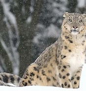 Résultat d’image pour Snow Leopard Phylum. Taille: 175 x 185. Source: www.britannica.com