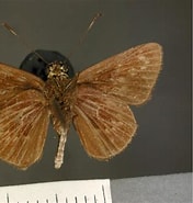 Image result for Vellodius Etisoides Stam. Size: 176 x 185. Source: www.butterfliesofamerica.com