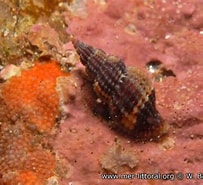 Image result for Raphitoma purpurea Phylum. Size: 203 x 185. Source: www.european-marine-life.org