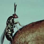 Image result for Amallothrix dentipes Orde. Size: 185 x 185. Source: www.researchgate.net
