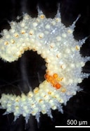 Image result for "sphaerodoropsis Philippi". Size: 128 x 185. Source: www.inaturalist.org