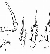 Oithona fallax Familie के लिए छवि परिणाम. आकार: 172 x 182. स्रोत: copepodes.obs-banyuls.fr