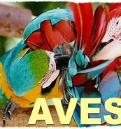 Image result for Ave Files. Size: 173 x 185. Source: wesleibio.blogspot.com