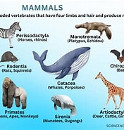 Résultat d’image pour Mammalia. Taille: 176 x 185. Source: sciencenotes.org