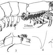"thysanopoda Pectinata" కోసం చిత్ర ఫలితం. పరిమాణం: 176 x 130. మూలం: www.odb.ntu.edu.tw
