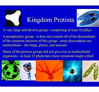 Image result for Protoctista In The World. Size: 198 x 185. Source: studylib.net