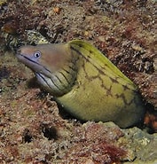 Afbeeldingsresultaten voor Gymnothorax maderensis Superklasse. Grootte: 177 x 185. Bron: fishesofaustralia.net.au