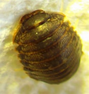 Afbeeldingsresultaten voor Gnorimosphaeroma oregonensis. Grootte: 176 x 185. Bron: inverts.wallawalla.edu