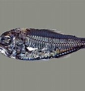Image result for "electrona Risso". Size: 172 x 185. Source: fishesofaustralia.net.au