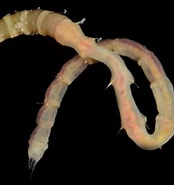 Image result for "clymenella Torquata". Size: 174 x 185. Source: www.irlspecies.org