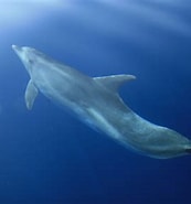 Image result for Cetacea Animal. Size: 173 x 185. Source: www.blue-world.org
