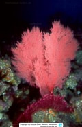 Image result for Verrucella. Size: 120 x 185. Source: www.reeflex.net