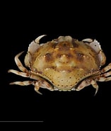 Afbeeldingsresultaten voor Hepatus Gronovii. Grootte: 157 x 185. Bron: www.crabdatabase.info
