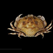 Image result for hepatus Gronovii. Size: 187 x 185. Source: www.crabdatabase.info