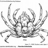 Afbeeldingsresultaten voor "pisoides Bidentatus". Grootte: 187 x 185. Bron: www.crabs.ru