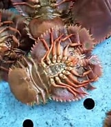 Image result for Ibacus ciliatus. Size: 162 x 185. Source: www.youtube.com