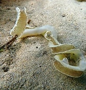 Image result for Bonelliida. Size: 176 x 185. Source: www.inaturalist.org