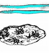 Image result for Trichogypsia villosa Familie. Size: 170 x 169. Source: fishbiosystem.ru