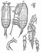 Image result for Amallothrix valida Stam. Size: 145 x 185. Source: copepodes.obs-banyuls.fr