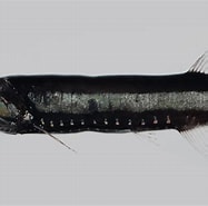 Bildresultat för "euaugaptilus Elongatus". Storlek: 187 x 185. Källa: fishesofaustralia.net.au