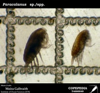 Afbeeldingsresultaten voor "paracalanus Nanus". Grootte: 199 x 185. Bron: www.st.nmfs.noaa.gov