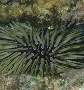 Image result for Odontophora. Size: 174 x 185. Source: observation.org