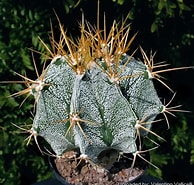 Afbeeldingsresultaten voor Astrophytum mirabelli. Grootte: 194 x 185. Bron: www.llifle.com