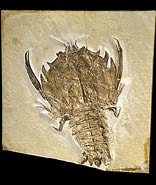 Afbeeldingsresultaten voor Eryonoidea. Grootte: 156 x 185. Bron: palaeos.com