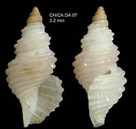 Image result for "teretia Teres". Size: 195 x 185. Source: www.marinespecies.org