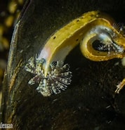 Image result for Kleine kalkkokerworm Familie. Size: 178 x 185. Source: duikeninbeeld.tv